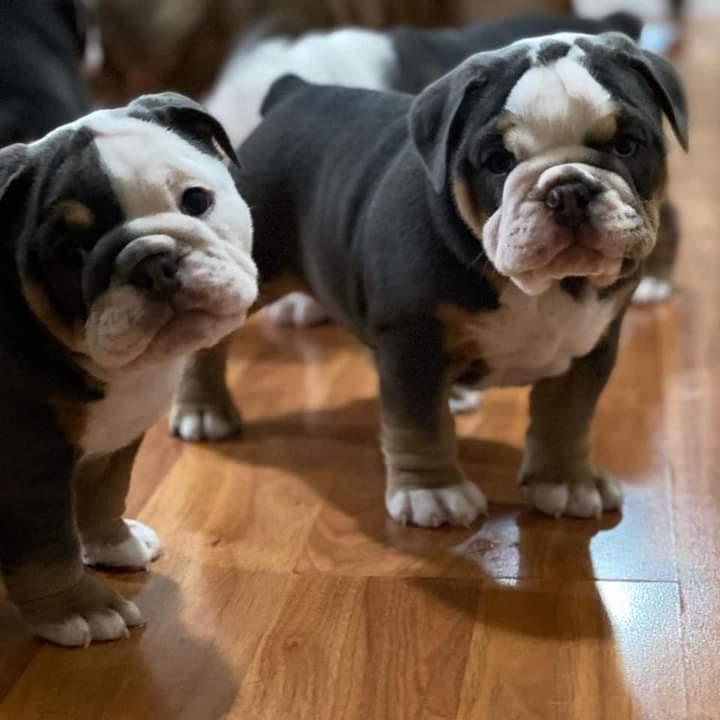 Hello I'm intrested in your puppies