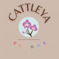 Cattleya Colors 🌈